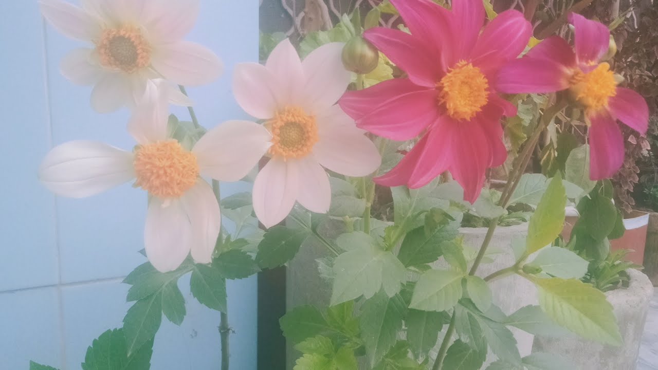 Gardening. Flowers. Plants bonsai