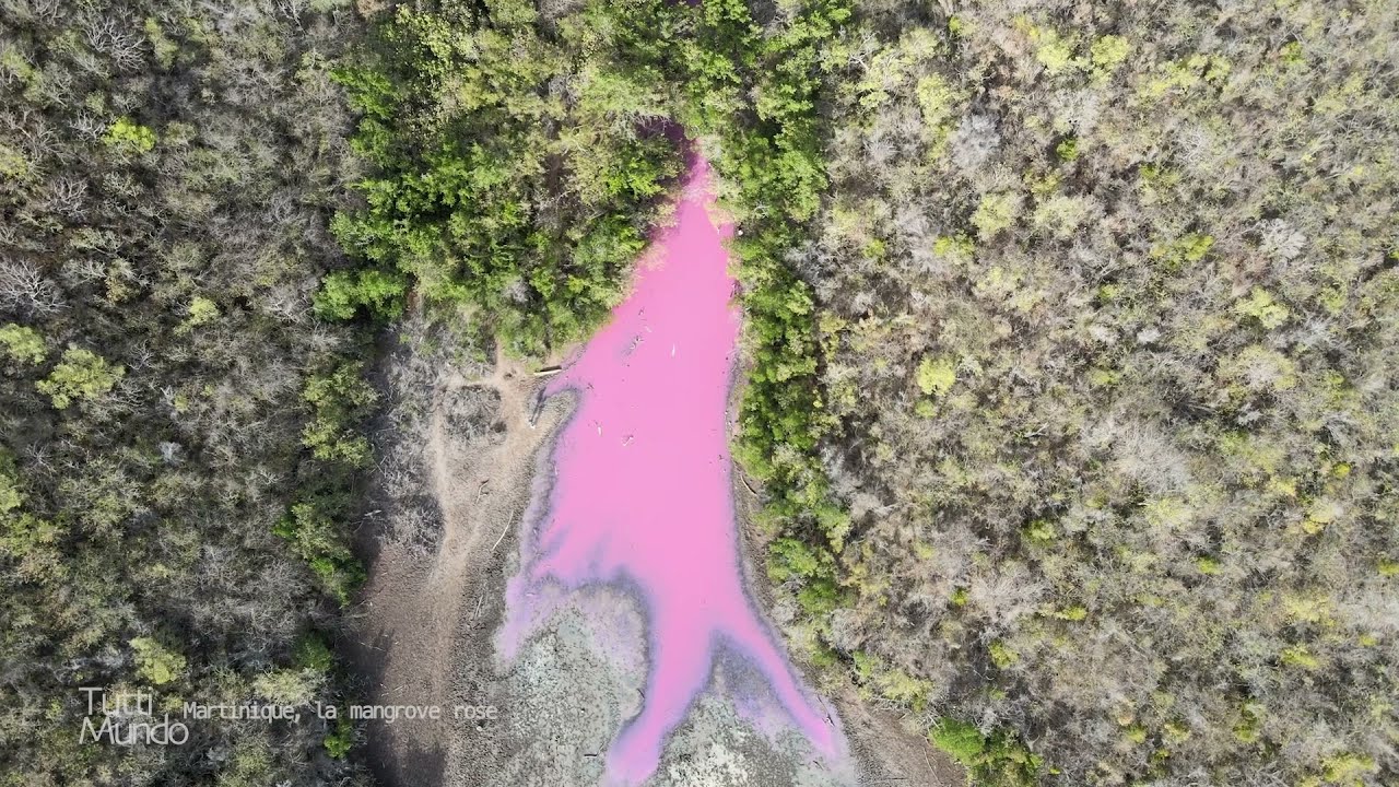 Martinique, la mangrove rose