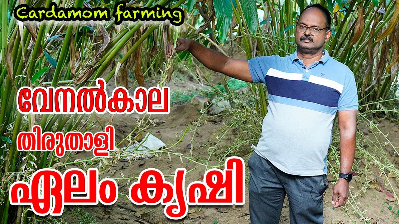 ഏലം കൃഷി വേനൽകാല പരിചരണം 