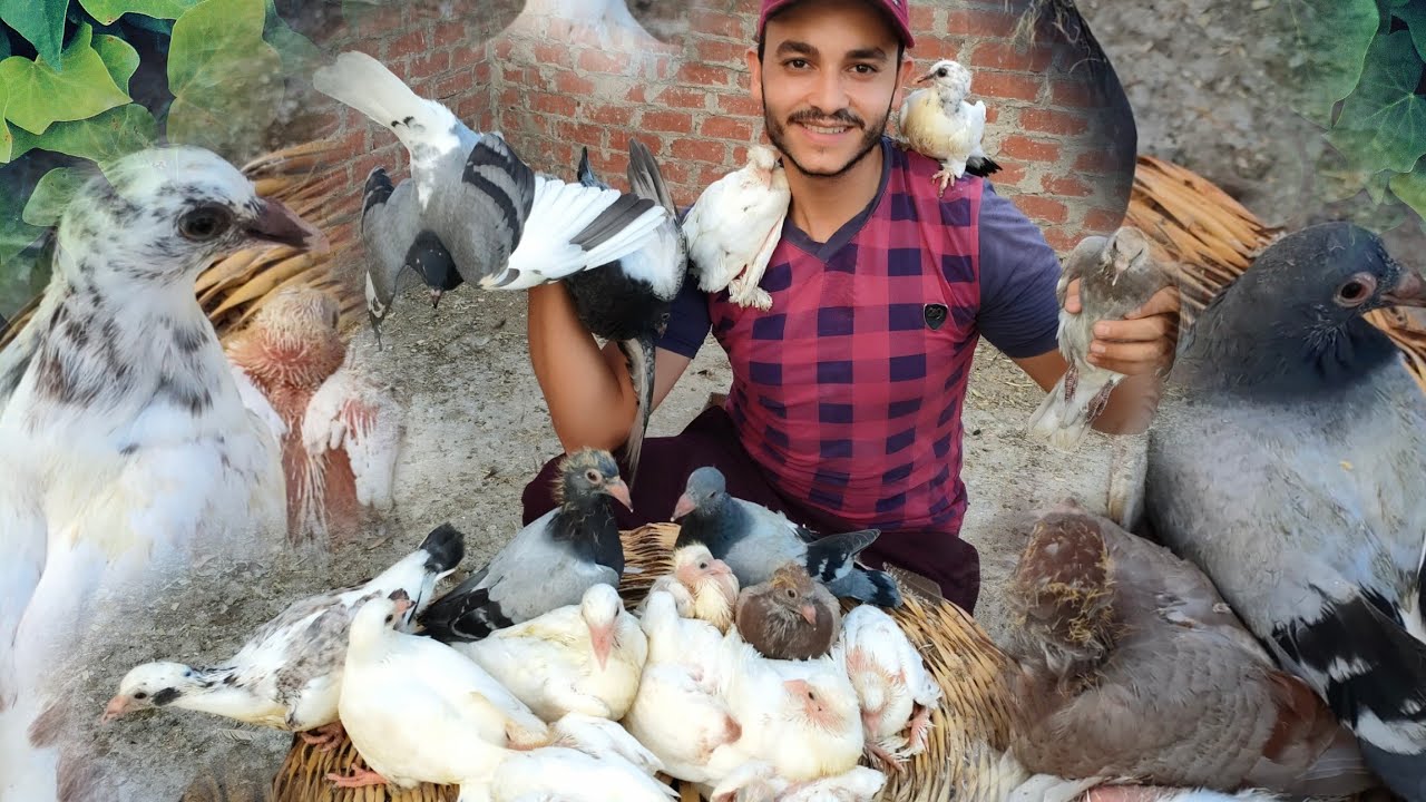 مشروع تربيه الحمام بكل تفاصيلها وازاى يطلع زغليل كتير بأقل تكلفة 