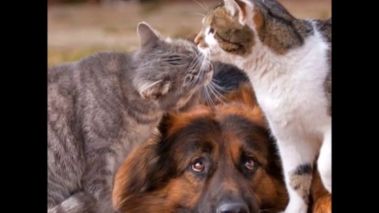 Трейлер канала Our Furry Friends