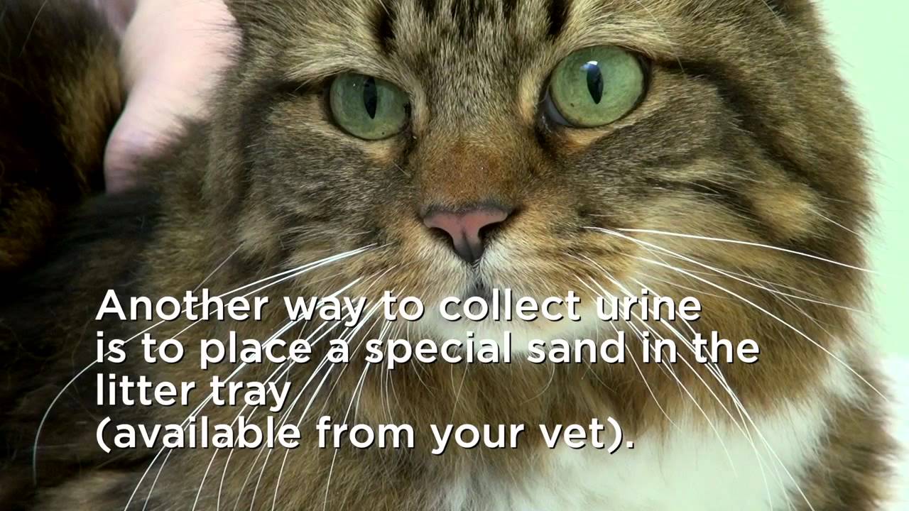 How to collect your cat's urine