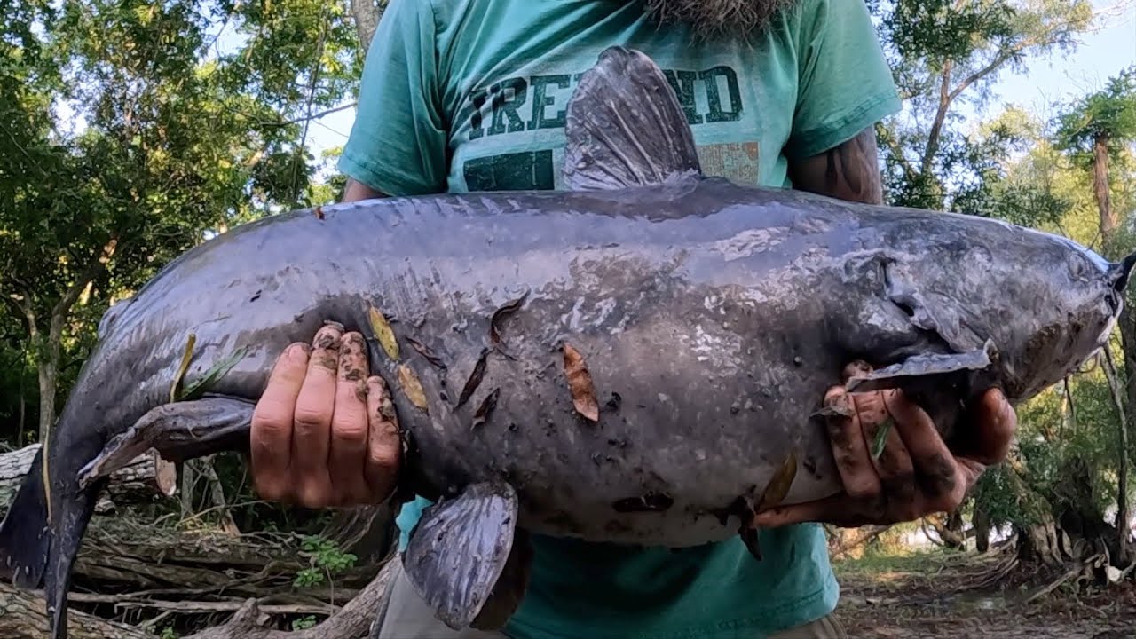 Eel Catches Catfish