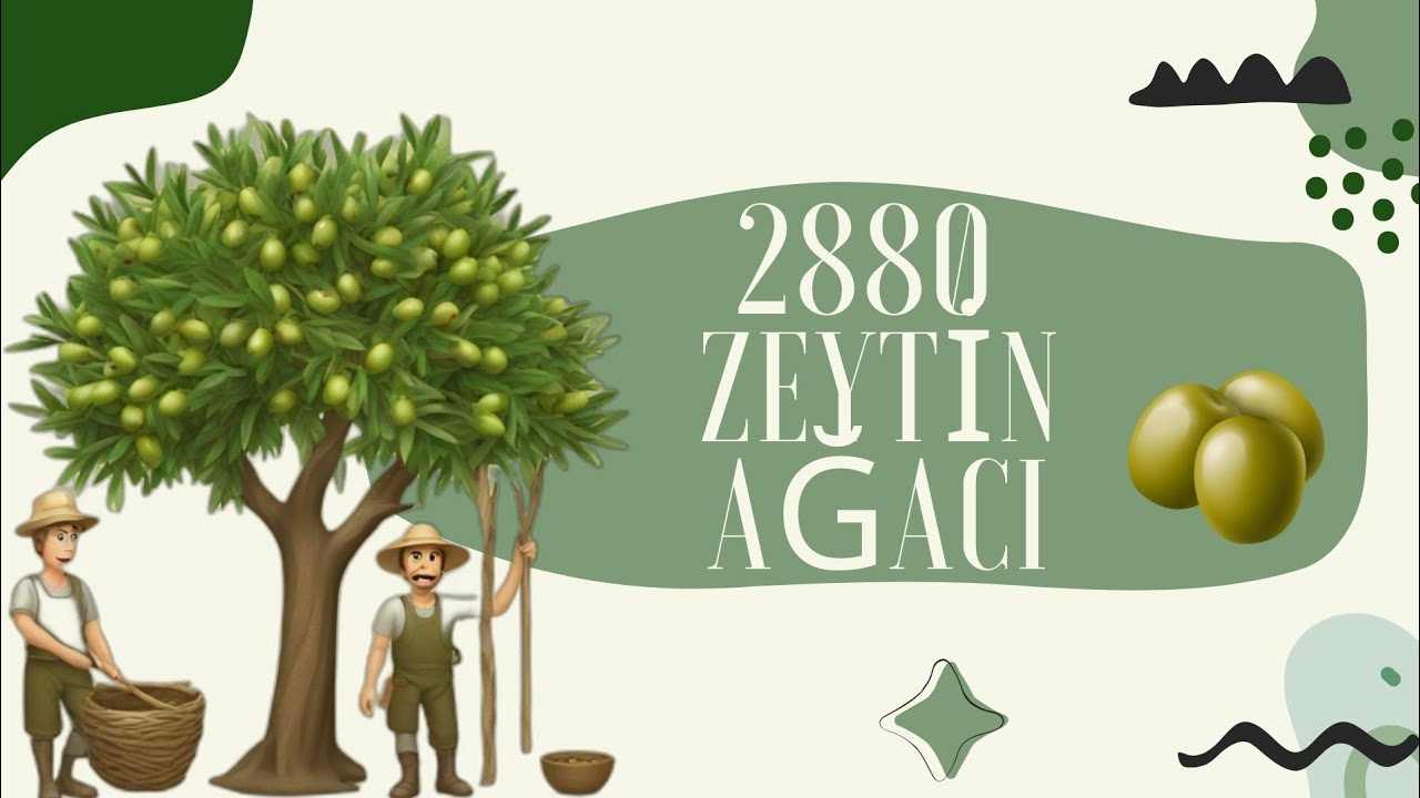1 SAATTE 2880 ZEYTİN AĞACI! 😱