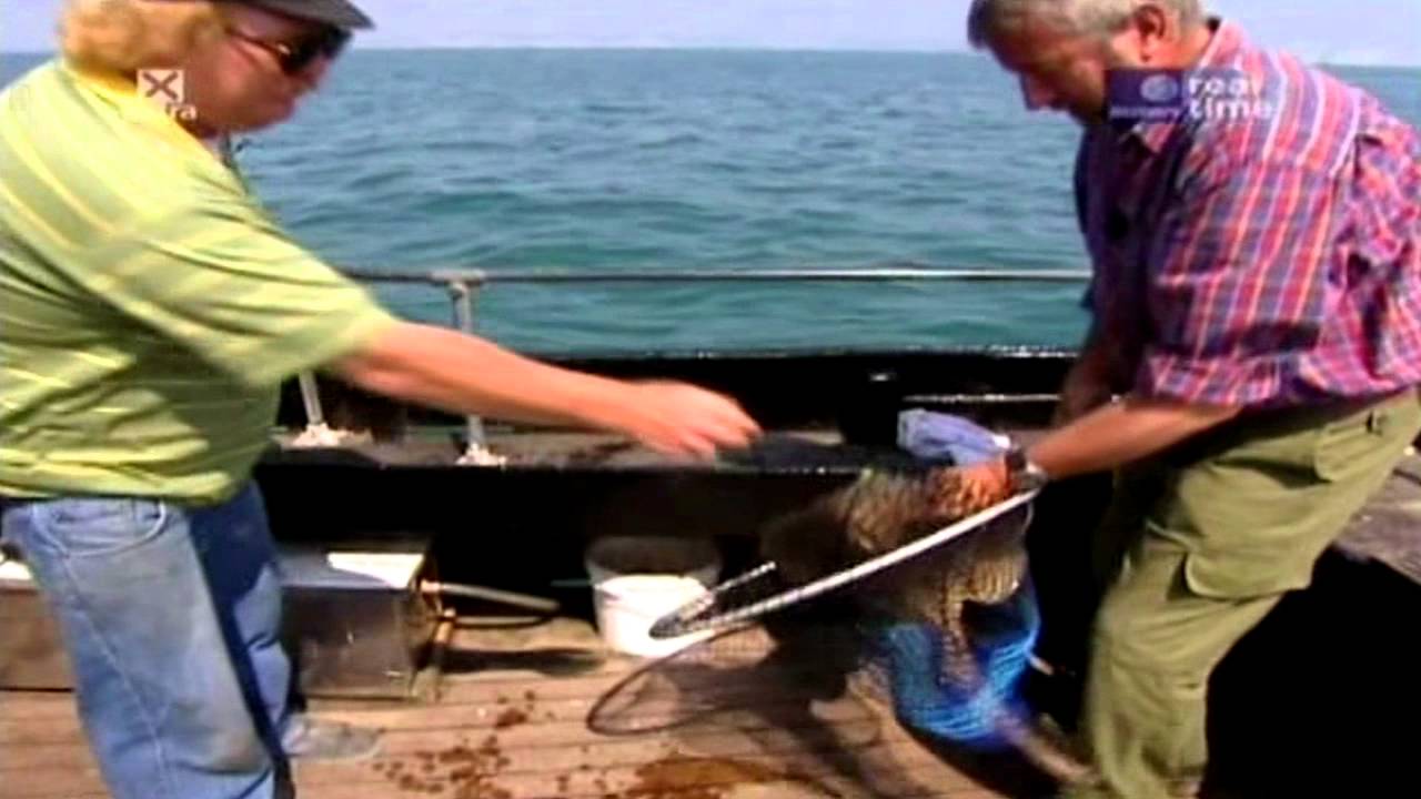 Go Fishing with John Wilson [Small Eyed Ray]