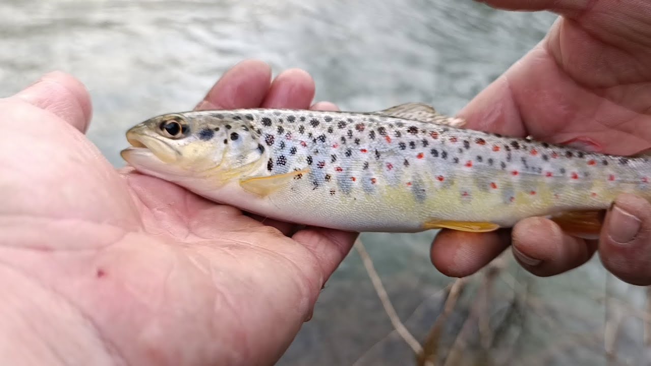 U potrazi za pastrmkom.           #istocnasrbija #fishing #pecanje #pastrmka #mlava #troutfishing 