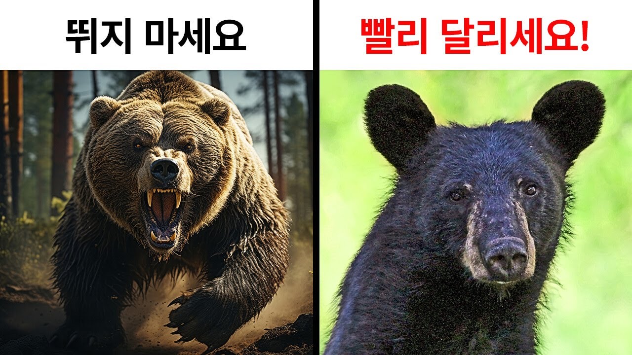 야생에서 곰을 발견했을 때 대처 방법