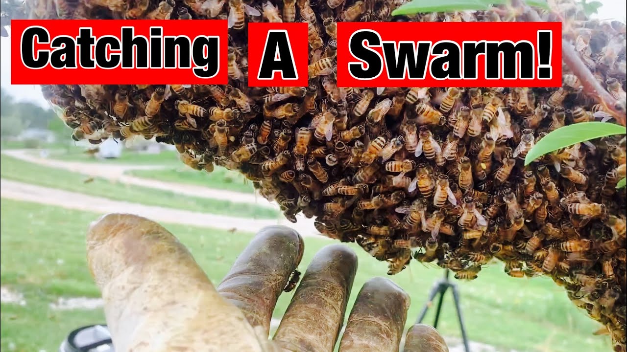 First swarm of the year