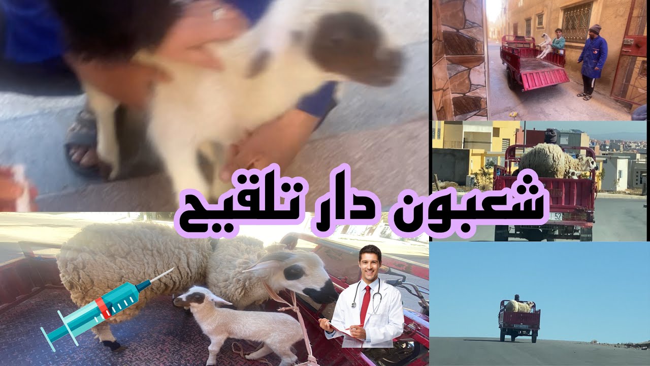 شعبون مشا مع العائلة دير التلقيح 