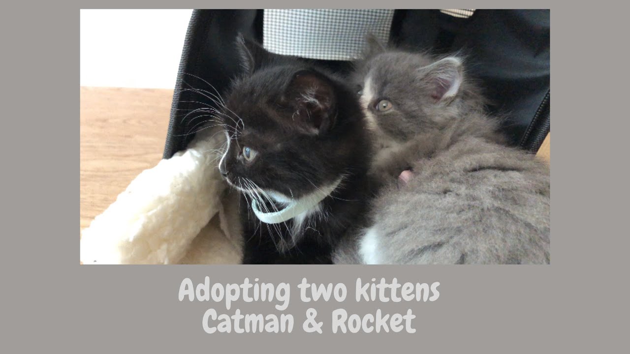 Adopting kitten | Cat's first day at home | Rocket & Catman