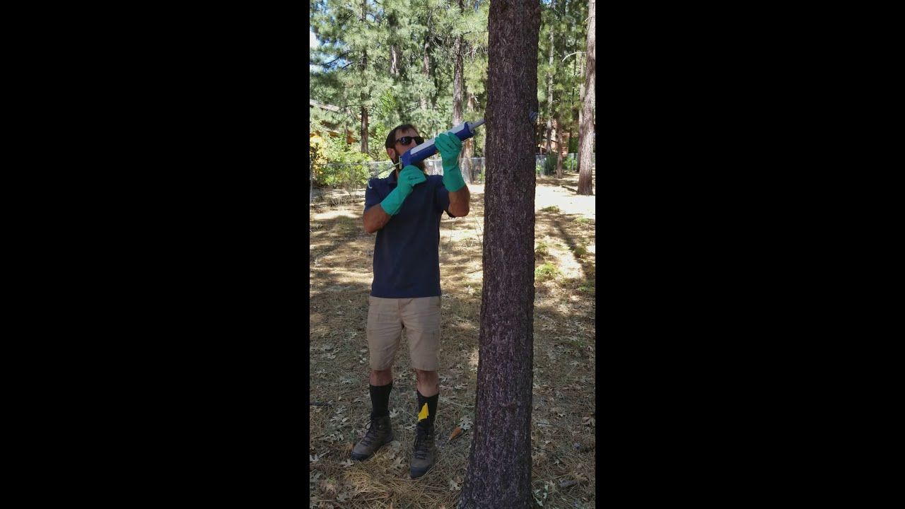 Verbenone - Organic and Effective Pine Bark Beetle Management