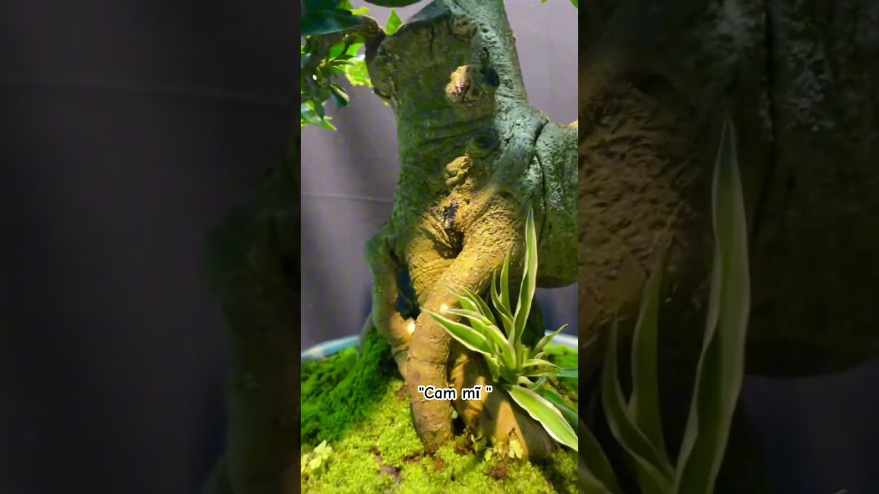 Cam Mĩ bonsai 