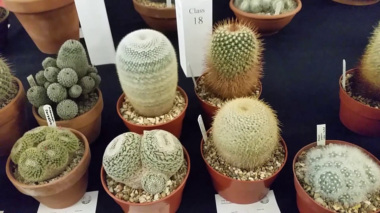 BCSS Cactus Show: 6th October 2019 at the Birmingham Botanical Gardens, UK
