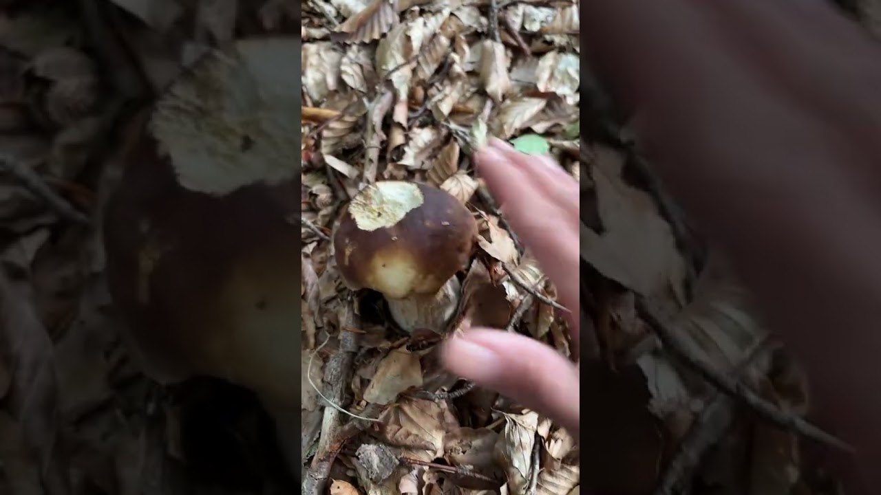 Mushrooms, svampe, เห็ด #mushrooms #svamp #เห็ด