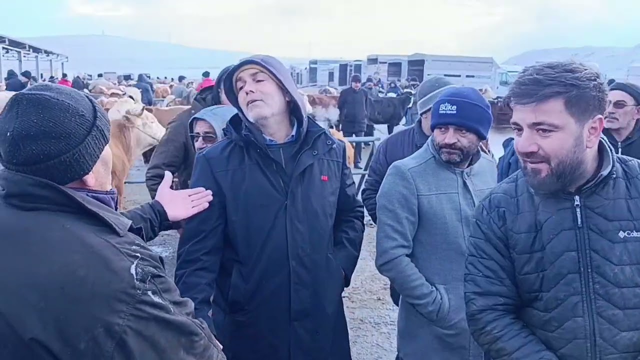 SORGUN HAYVAN PAZARI 26 ŞUBAT.!!! 2.b&ouml;l&uuml;m; Pazar boştu .. Alım satım vardı 