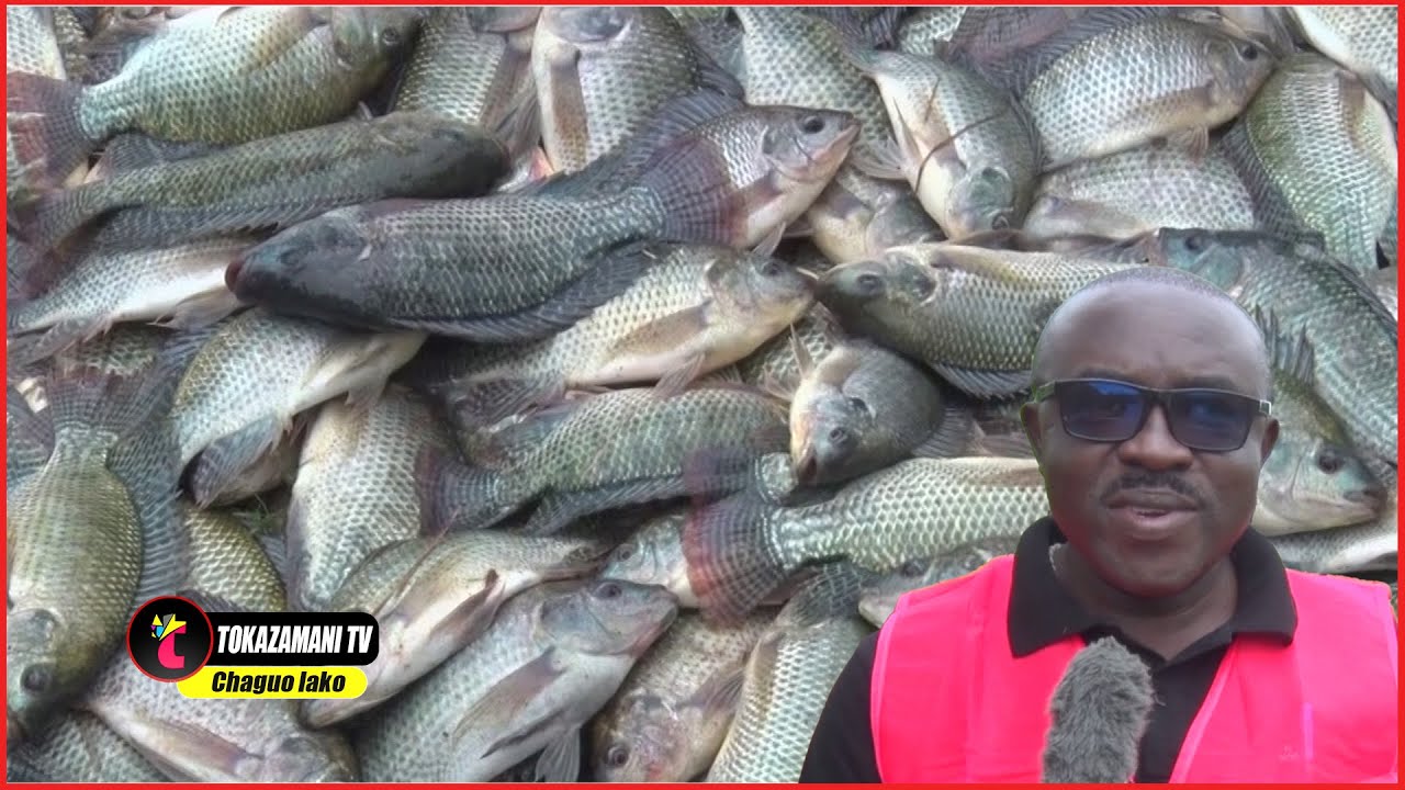 🔴UFUGAJI WA SAMAKI UNALIPA,NDUNGURU AFUNGUKA FAIDA ZILIZOPO