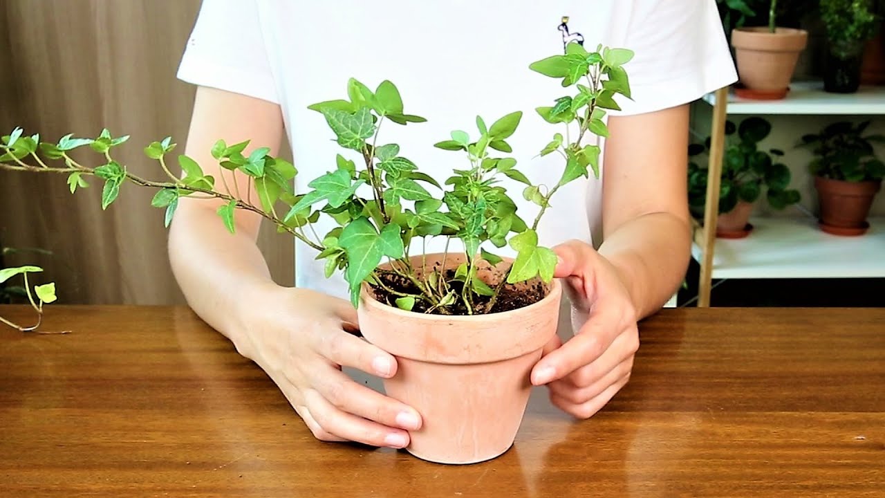 우리집 아이비는 왜 자꾸 죽을까요?아이비 잘 키우는 방법과 아이비 리스 만들기