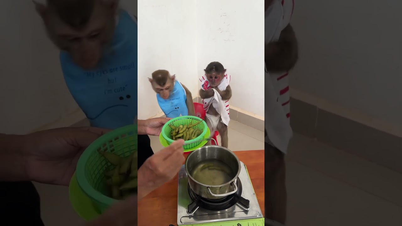Monkey baby fills home with love 🐒❤️🏡 #MonkeyCute #HappyDays