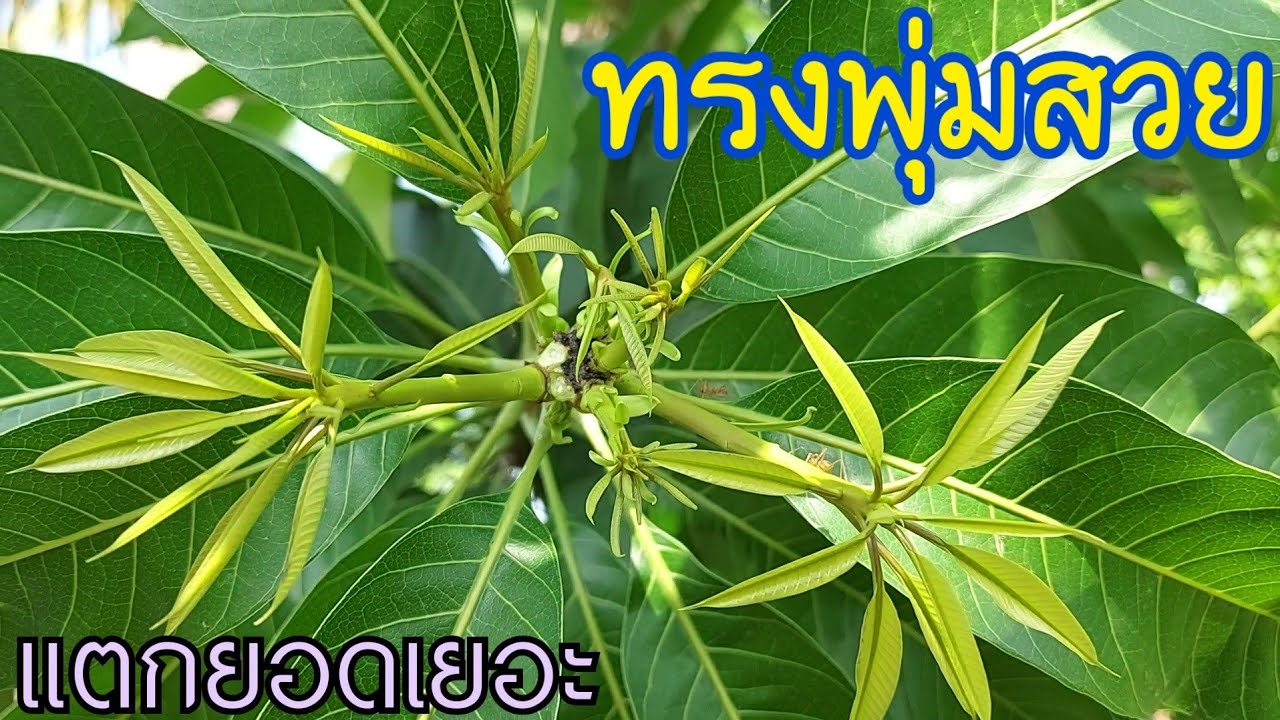 วิธีทำให้มะม่วงแตกกิ่งเยอะ ง่ายๆแค่ปลายนิ้ว