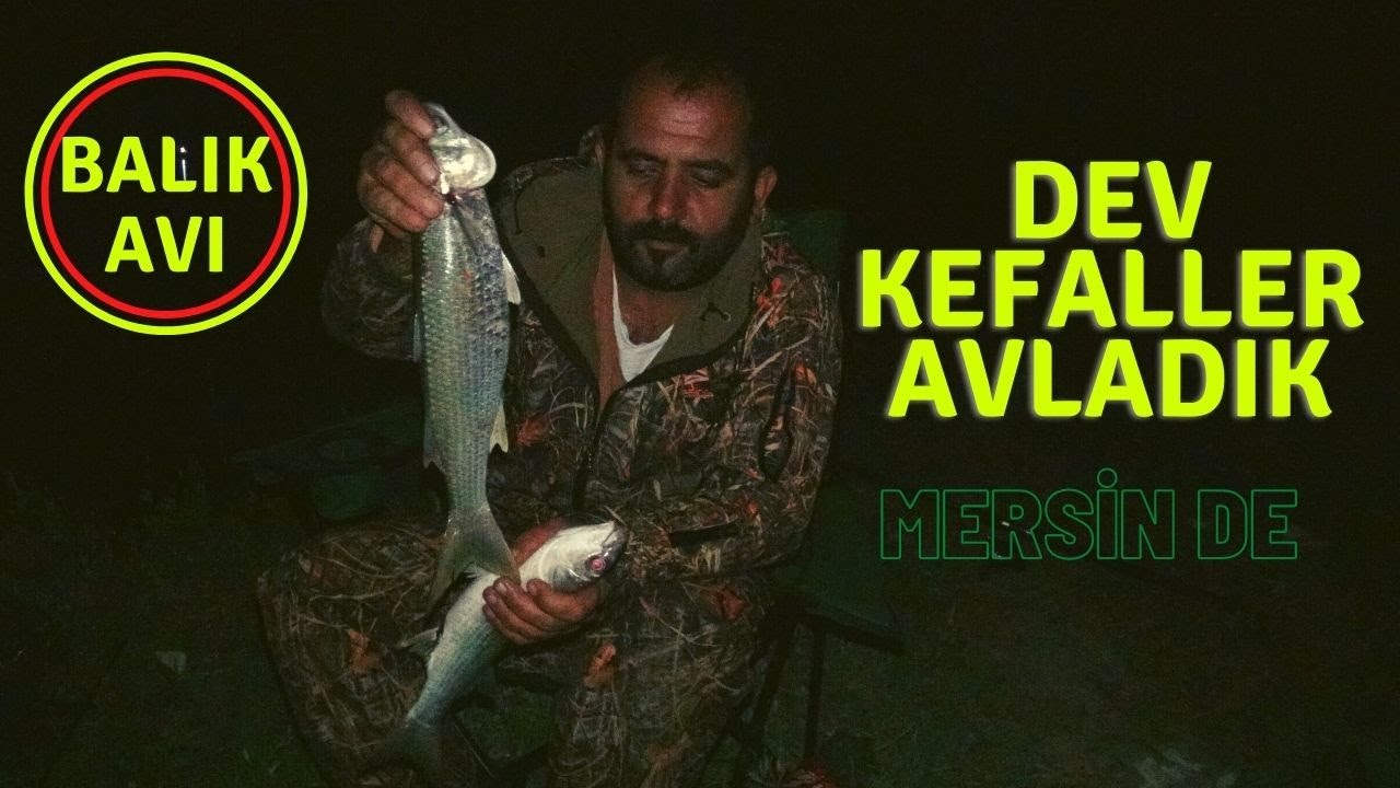 BALIK AVI DEV SARI KUYRUK KEFALLER AVLADIK