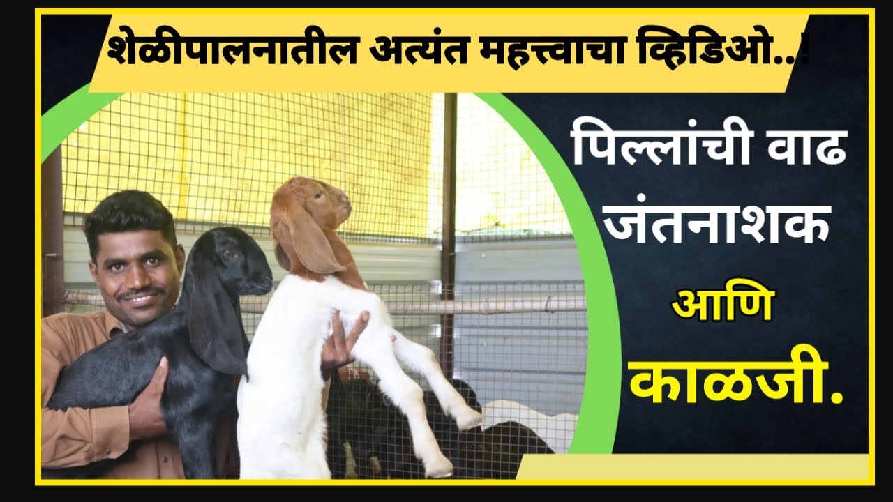 पिल्लांचे जंतनाशक आणि शेळीपालनातील नफा...! #goat #modern farming #शेळीपालन #जंत