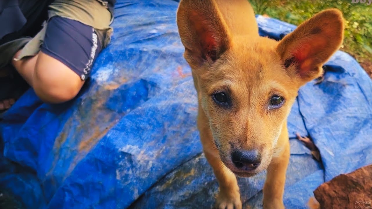 The Orphan Boy and the Little Dog Life is hard to find food in the forest