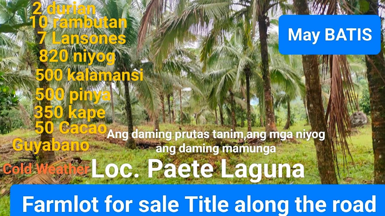 #Vlog232 FARM LOT FOR SALE CLEAN TITLE in PAETE LAGUNA | May Batis or Sapa galing Bukal ang Tubig