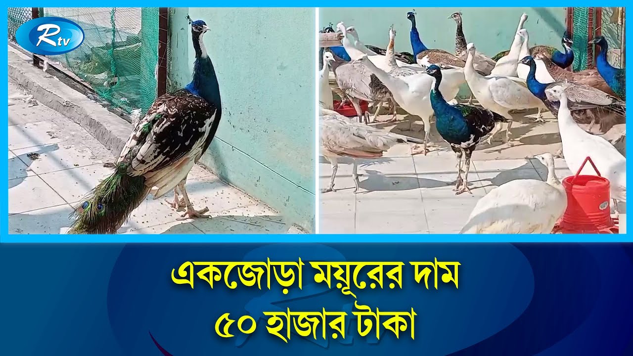 বাড়ির ছাদে ময়ুর খামার | Peacock Farm | Rtv News