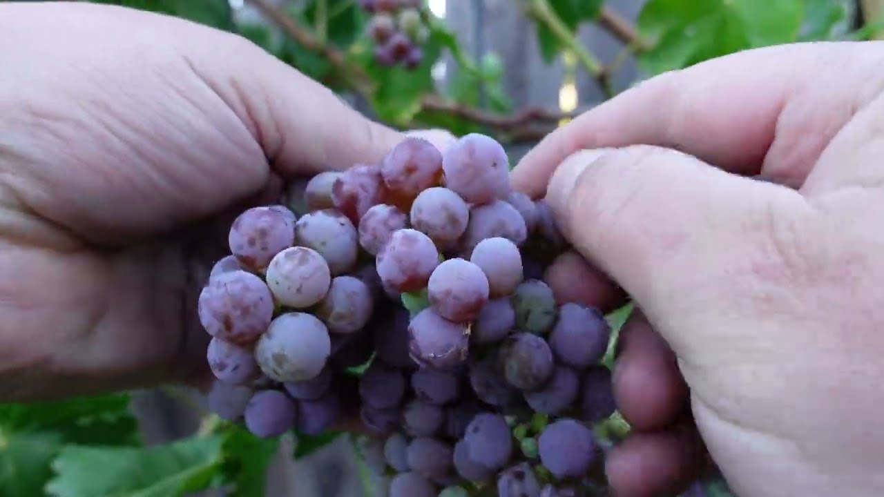 This Style Of Grape Vine Pruning Produces Amazing Grape Bunch Clusters