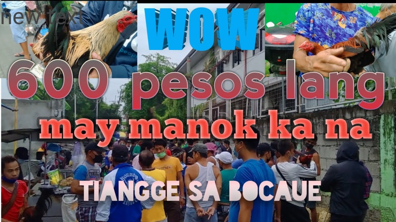 Bagsak presyo mga manok sa Bocaue Bulacan halagang p600 may manok ka na.