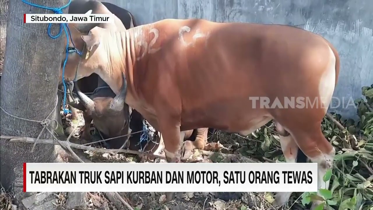 Tabrakan Truk Sapi Kurban Dan Motor, Satu Orang Tewas | REDAKSI MALAM (17/05/23)