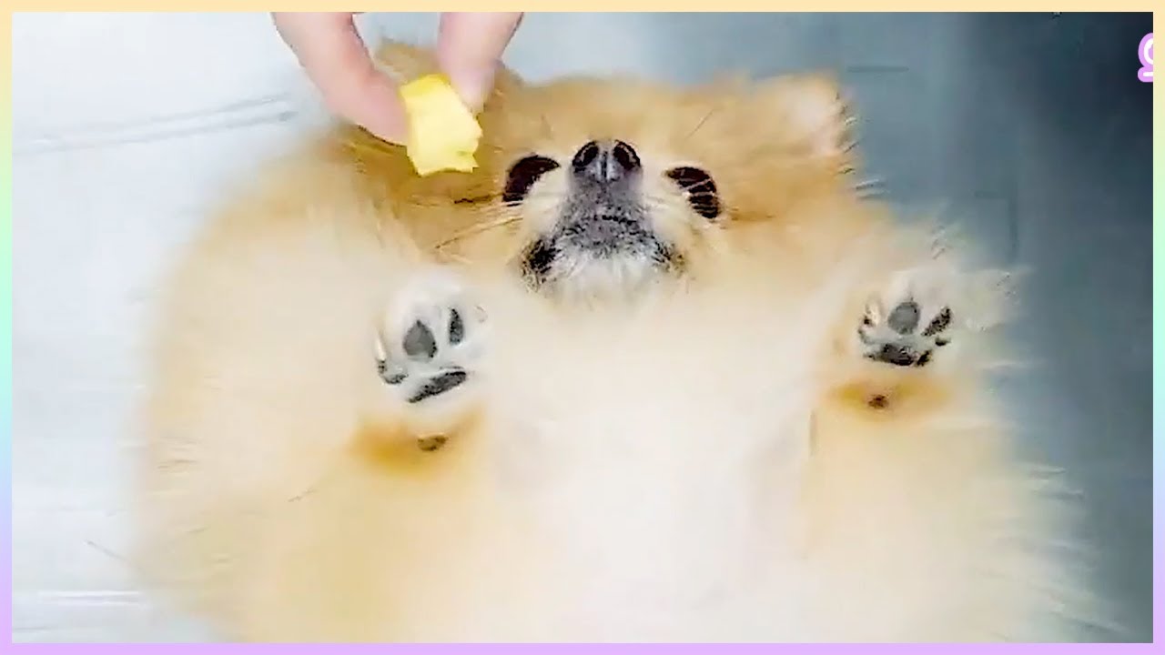 파이랑 놀쟈!!! _ 드림캐쳐 지유, 수아, 유현