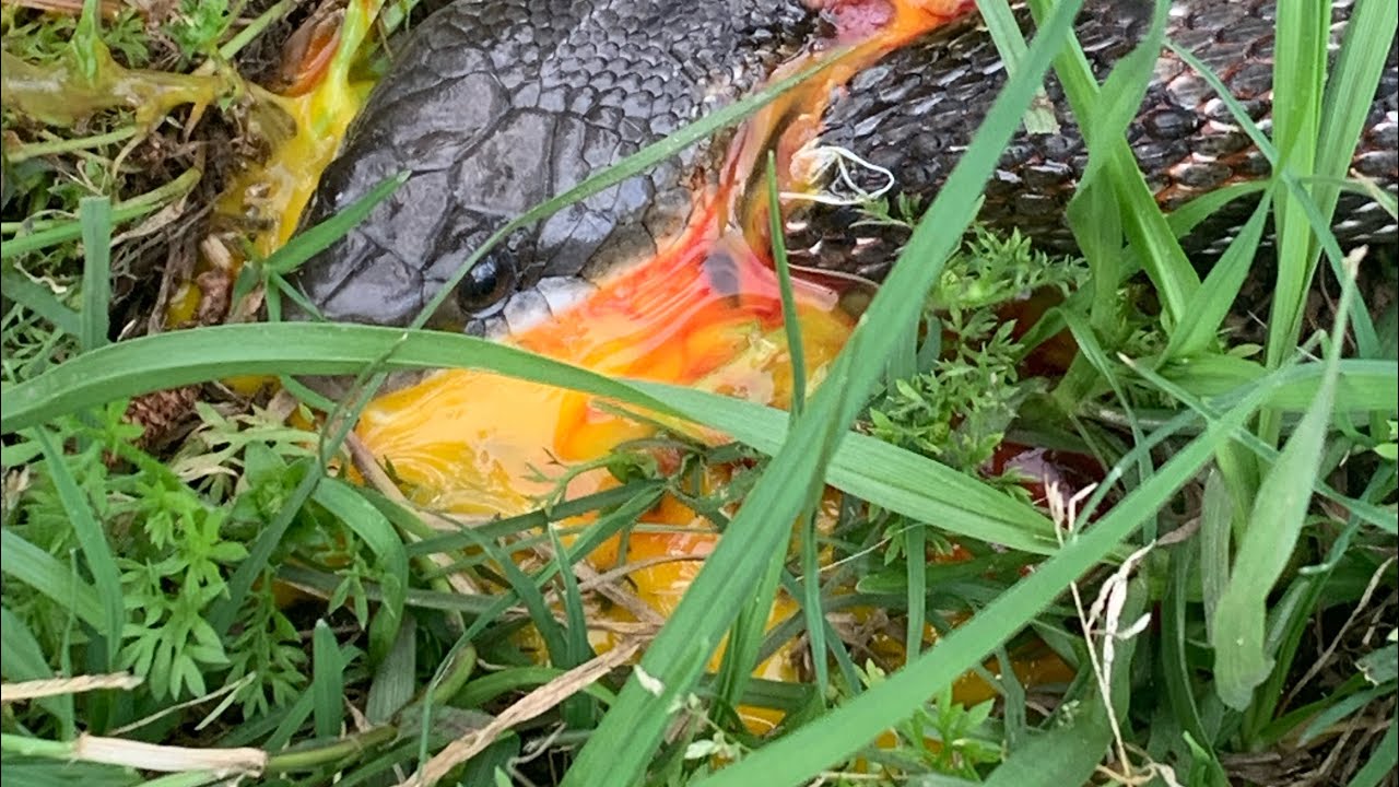 Stop Eating my Eggs! Not for the snake lover!