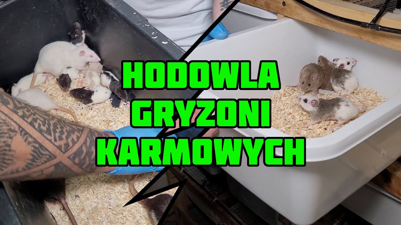 PO CO HODUJE GRYZONIE. HODOWLA GRYZONI OD A DO Z