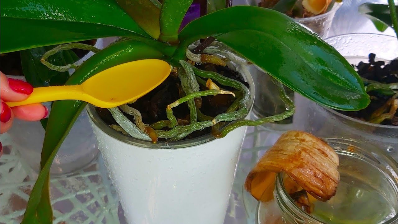 Пару шкурок и ОРХИДЕЯ Обрастет ЗДОРОВЫМИ КОРНЯМИ и Мощными ЛИСТЬЯМИ