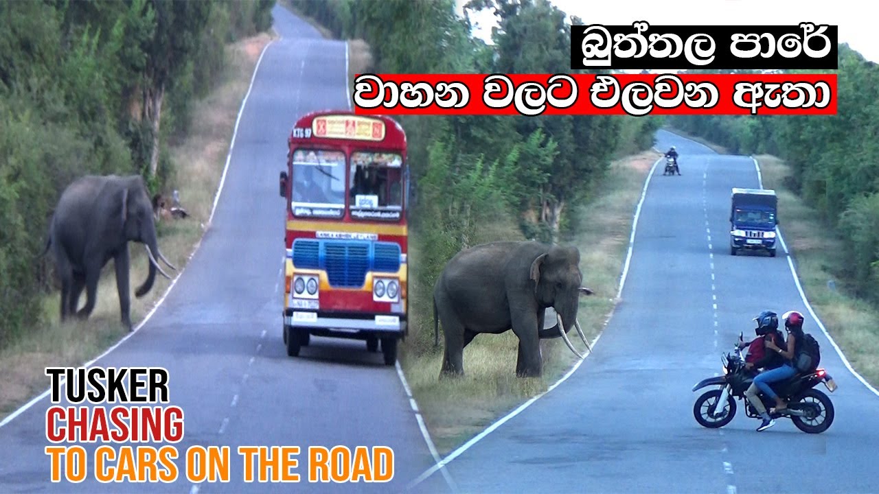 tusker attacking  to cars on the road #attack #srilanka #elephant