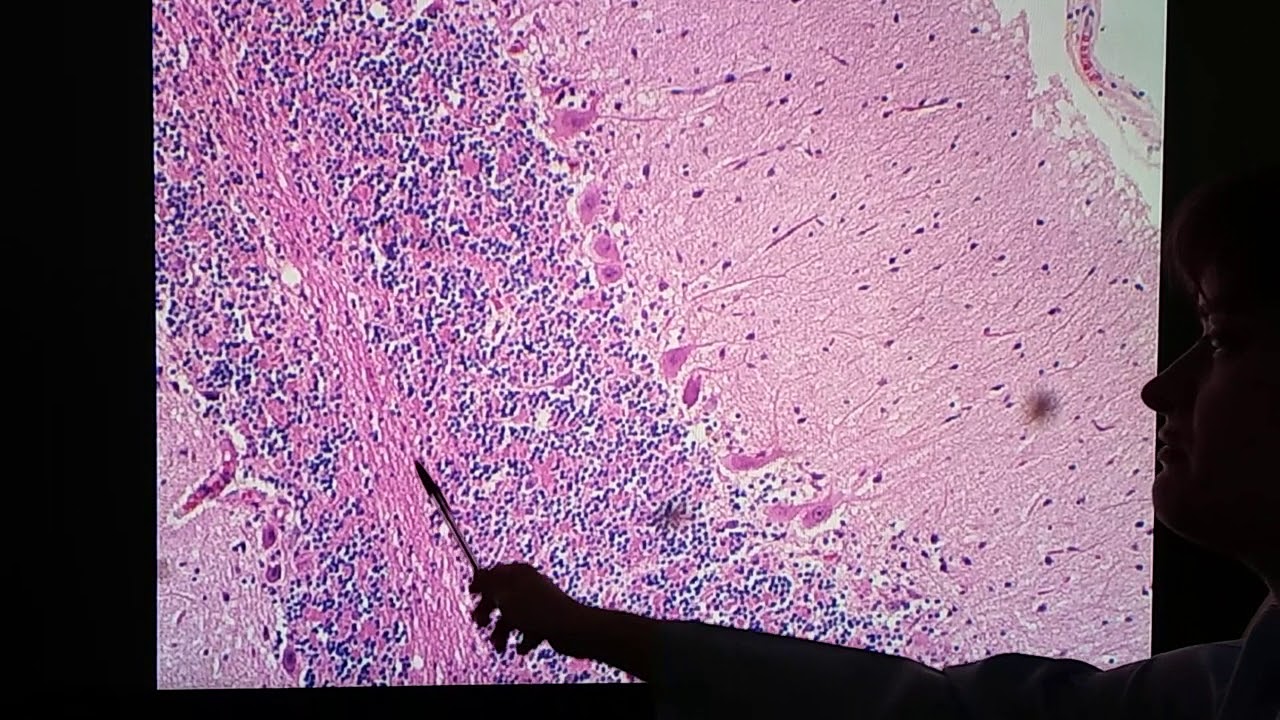 Histologia do cerebelo