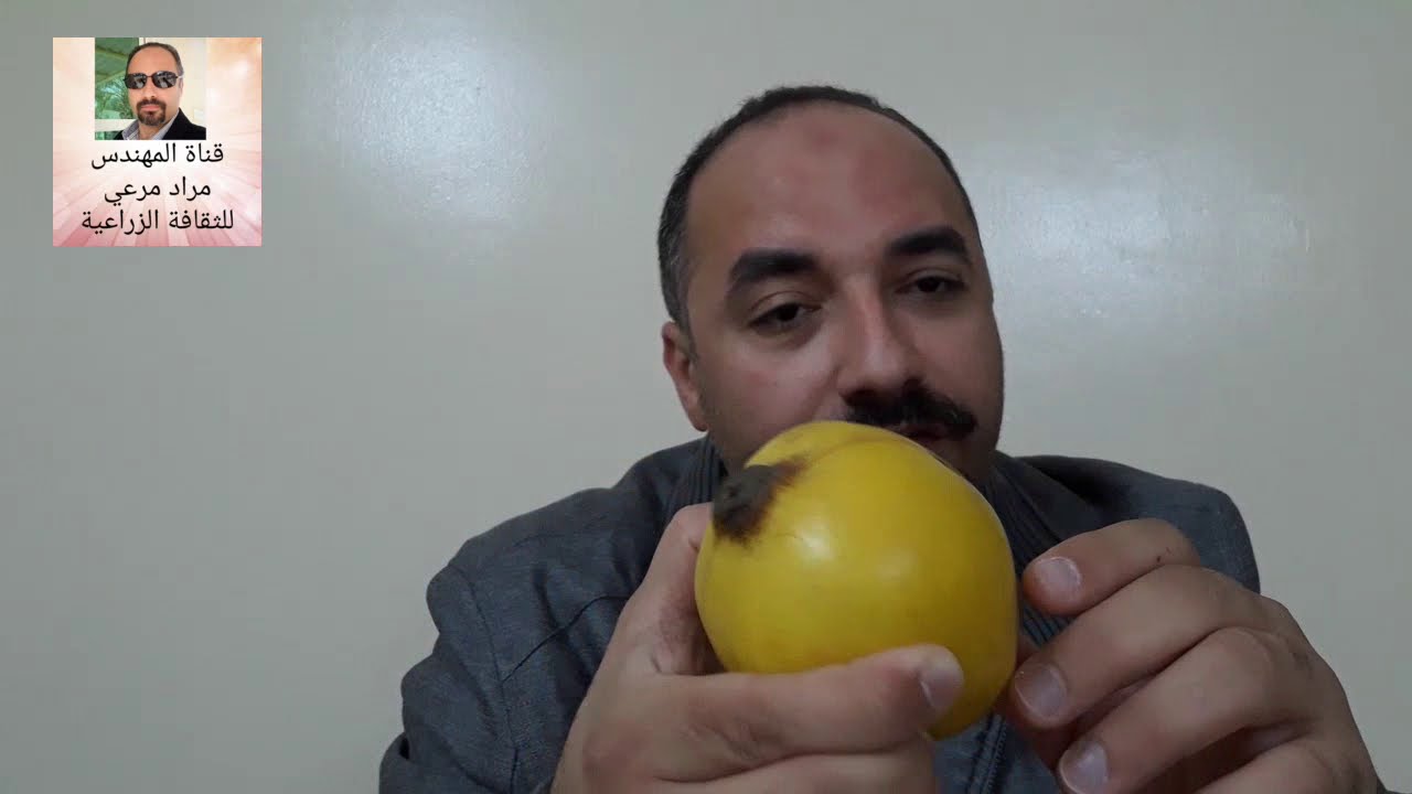 سفرجل العرموط صفرنج طرق تكاثر وتسميد ورى ورعاية Cydonia  حلقة 277