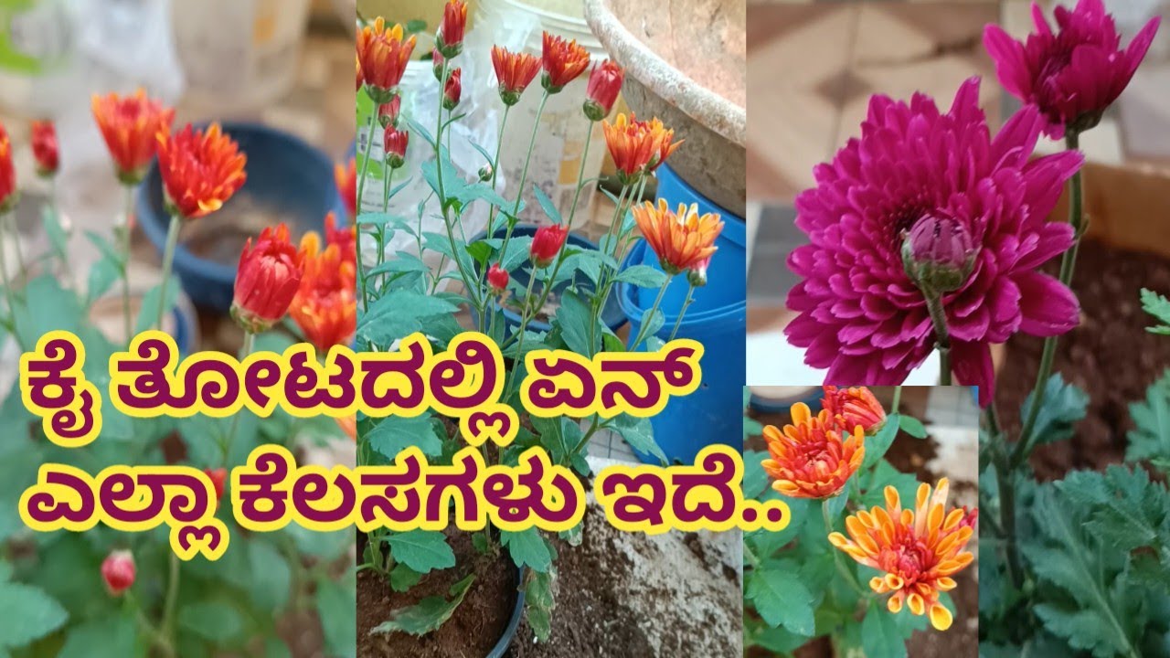 🧿 ನರ್ಸರಿಯಿಂದ ತಂದ ಗಿಡಗಳನ್ನು ರಿ ಪಾಟ್ ಮಾಡುವ | ಹಾಗೆ ಗಾರ್ಡನಲ್ಲಿ ಏನೆಲ್ಲಾ ಕೆಲಸಗಳು ನಡಿತಾ ಇದೆ | Garden update