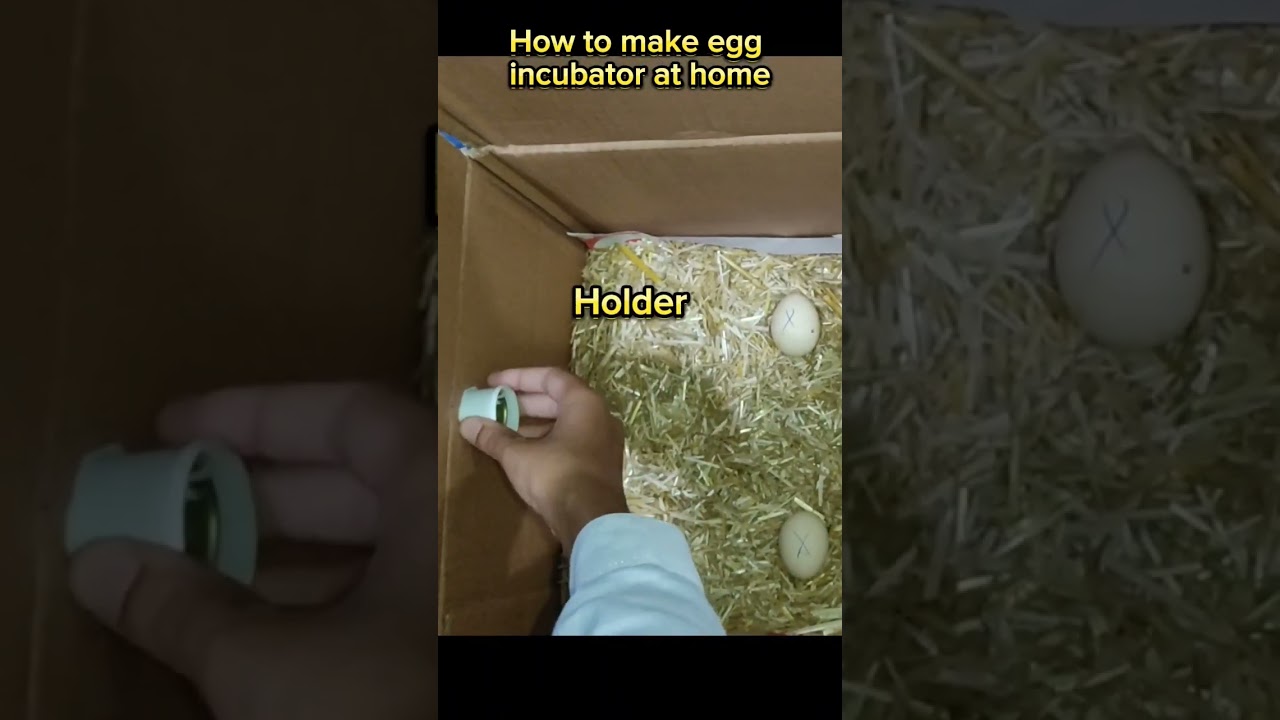 How to make an egg incubator at home || Cardboard egg incubator || Egg hatching