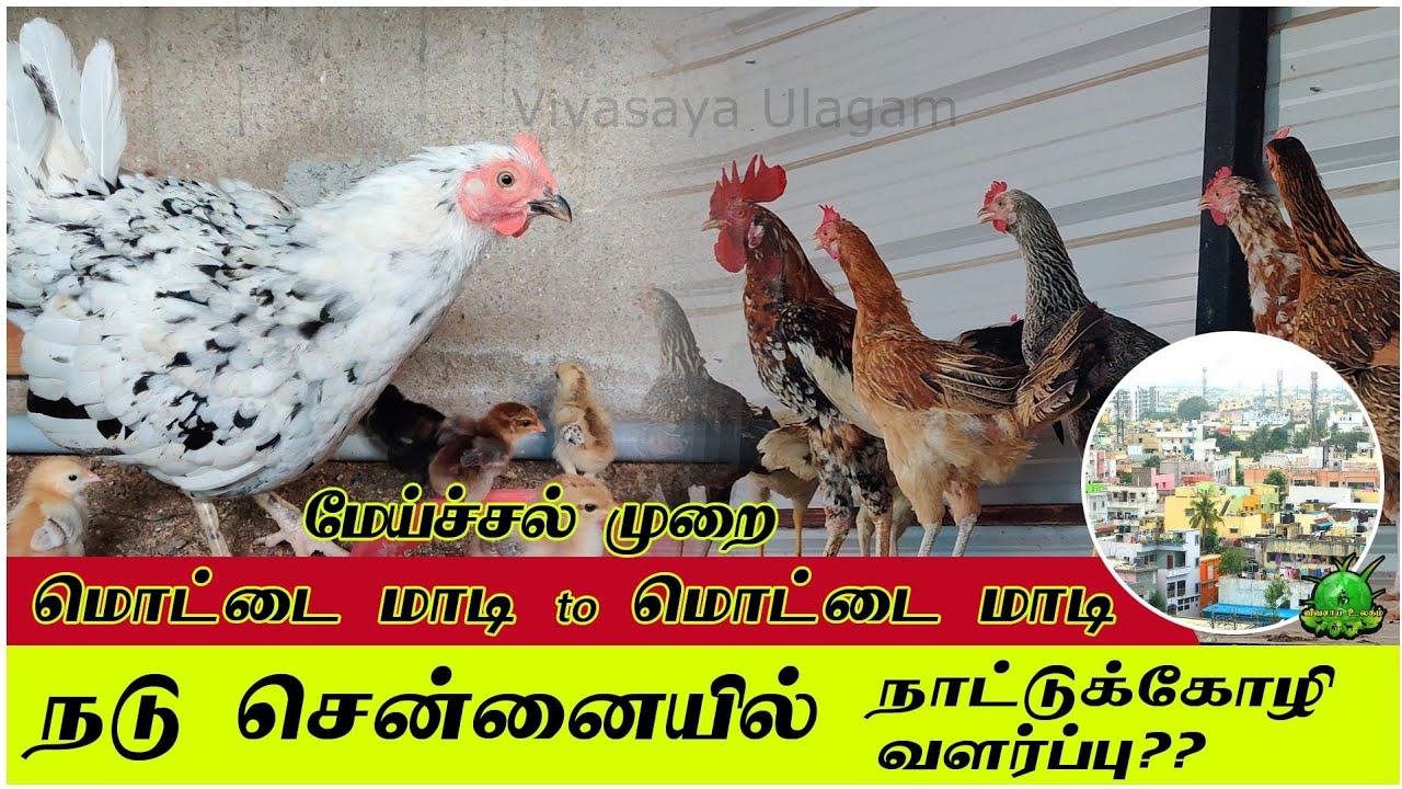 சென்னையில் மொட்டை மாடியில் நாட்டுக்கோழி வளர்ப்பு ??  மேய்ச்சல் முறையில் ??