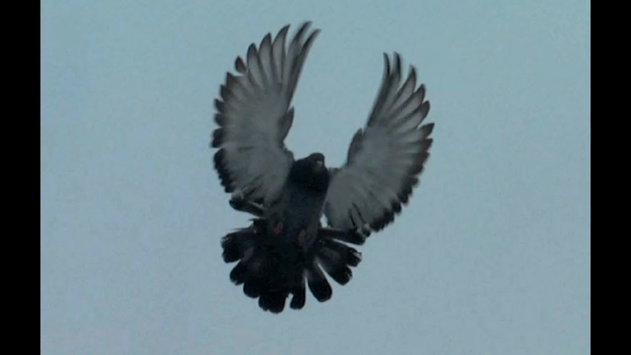 Николаевские торцовые голуби Красноармейска (Nikolaevskie pigeons, Orliks, الحمام , gołębie)