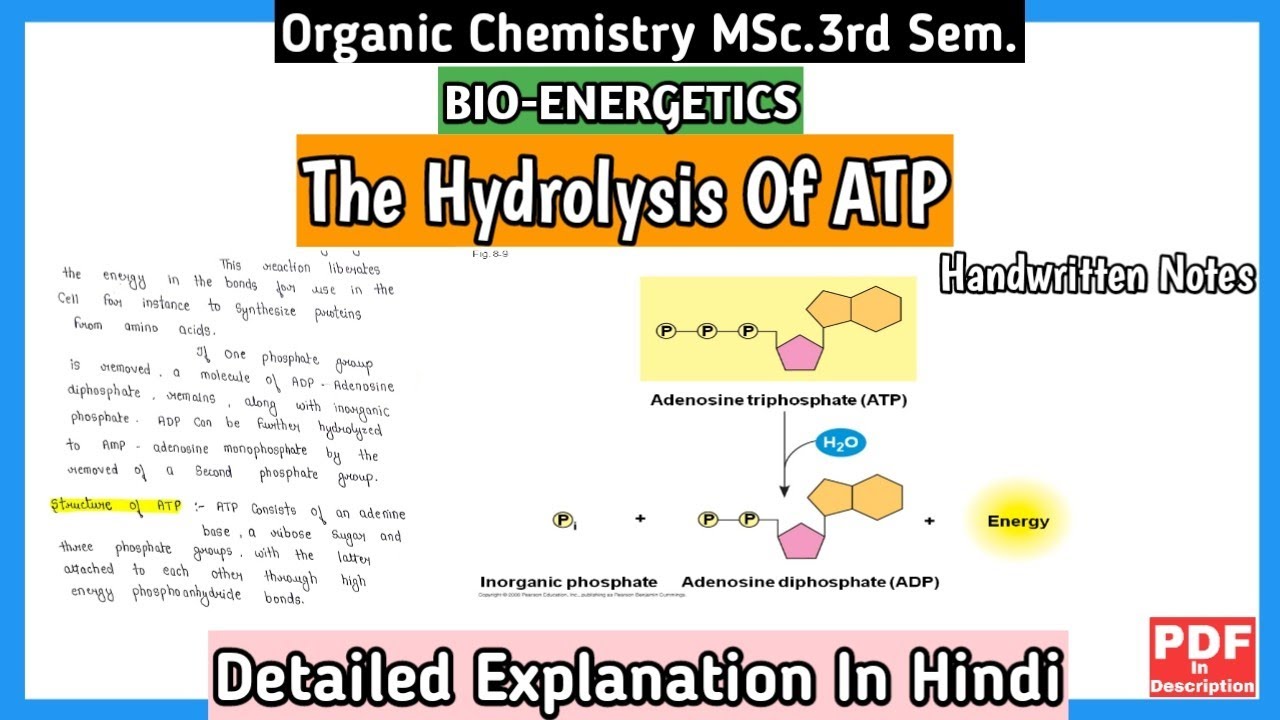 The Hydrolysis Of ATP | Bio-Energetics | Organic Chemistry | MSc.3rd Sem.Notes | #msc  #mscnotes