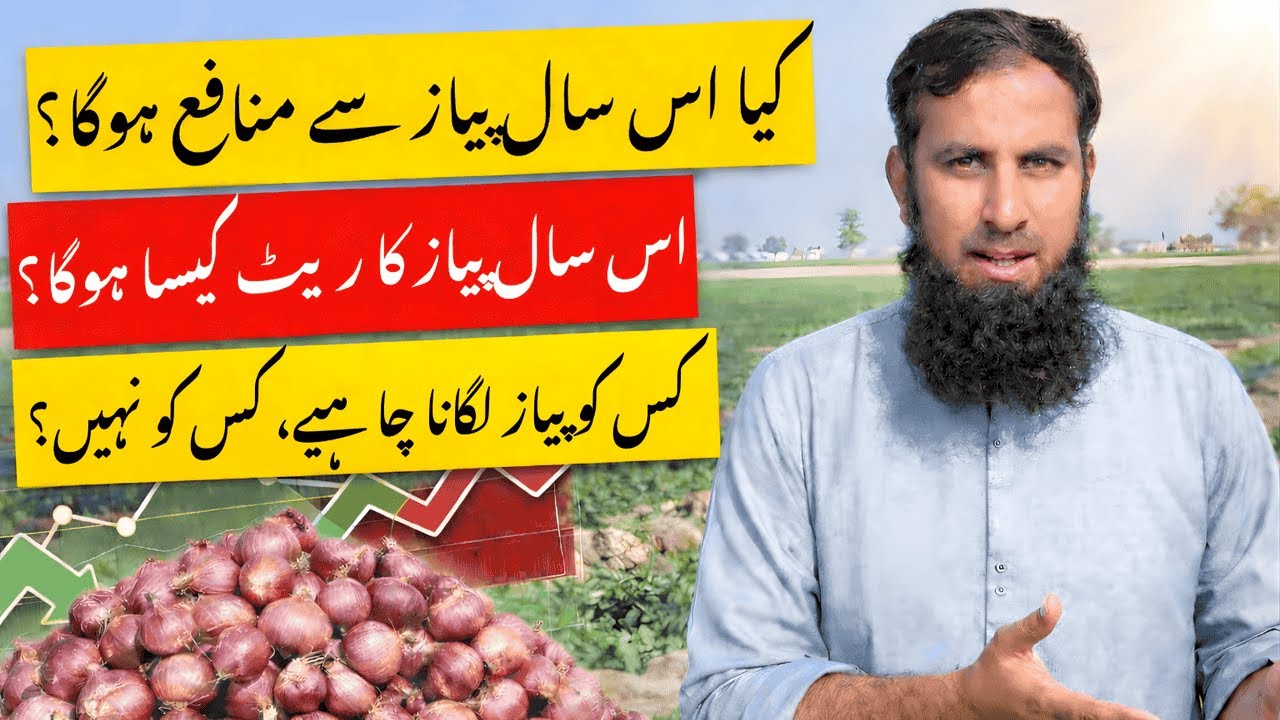 Kiya Is Saal Piyaz Se Munafa Hoga? | Piyaz Ka Rate Kya Rahega? | Kis Ko Piyaz Lagani Chahiye?