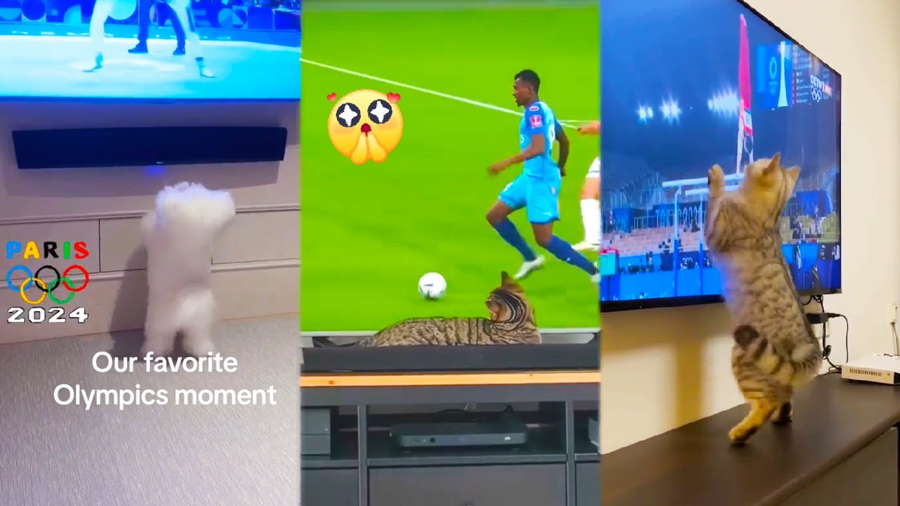 Funny Expressions of Dogs and Cats Watching the 2024 Olympics 😂 Funny Cats and Dogs Reaction