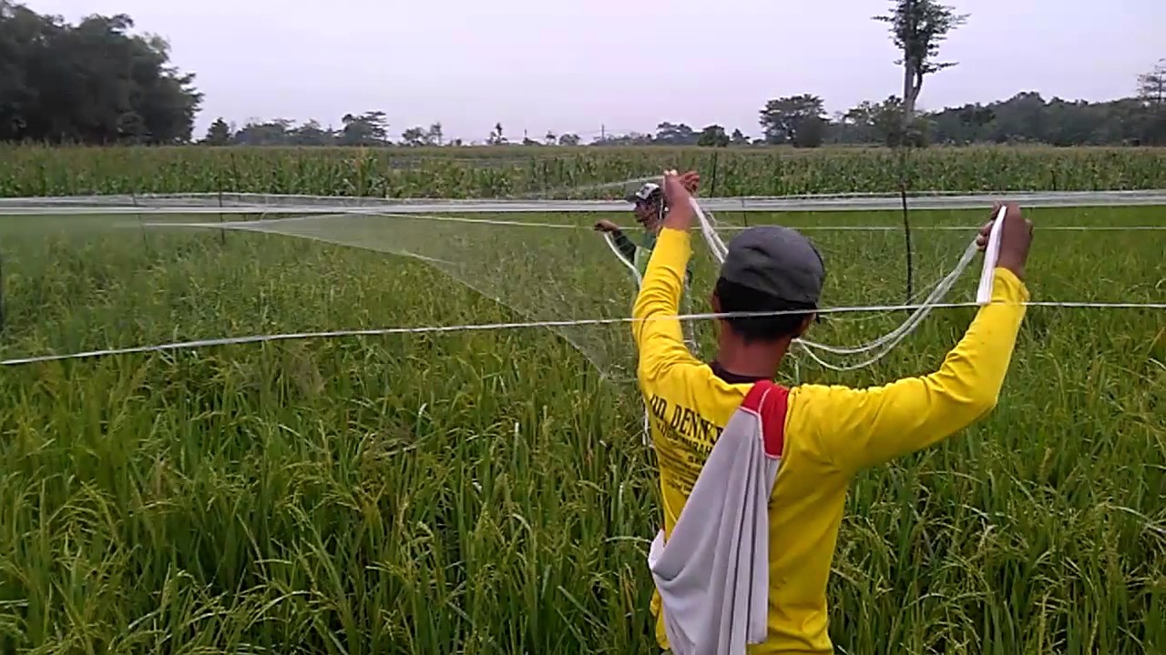 cara memasang jaring / net pada tanaman padi untuk melindungi dari hama burung
