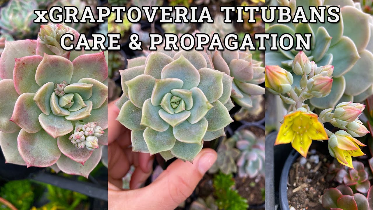 xGraptoveria Titubans/ Porcelain Plant Care & Propagation