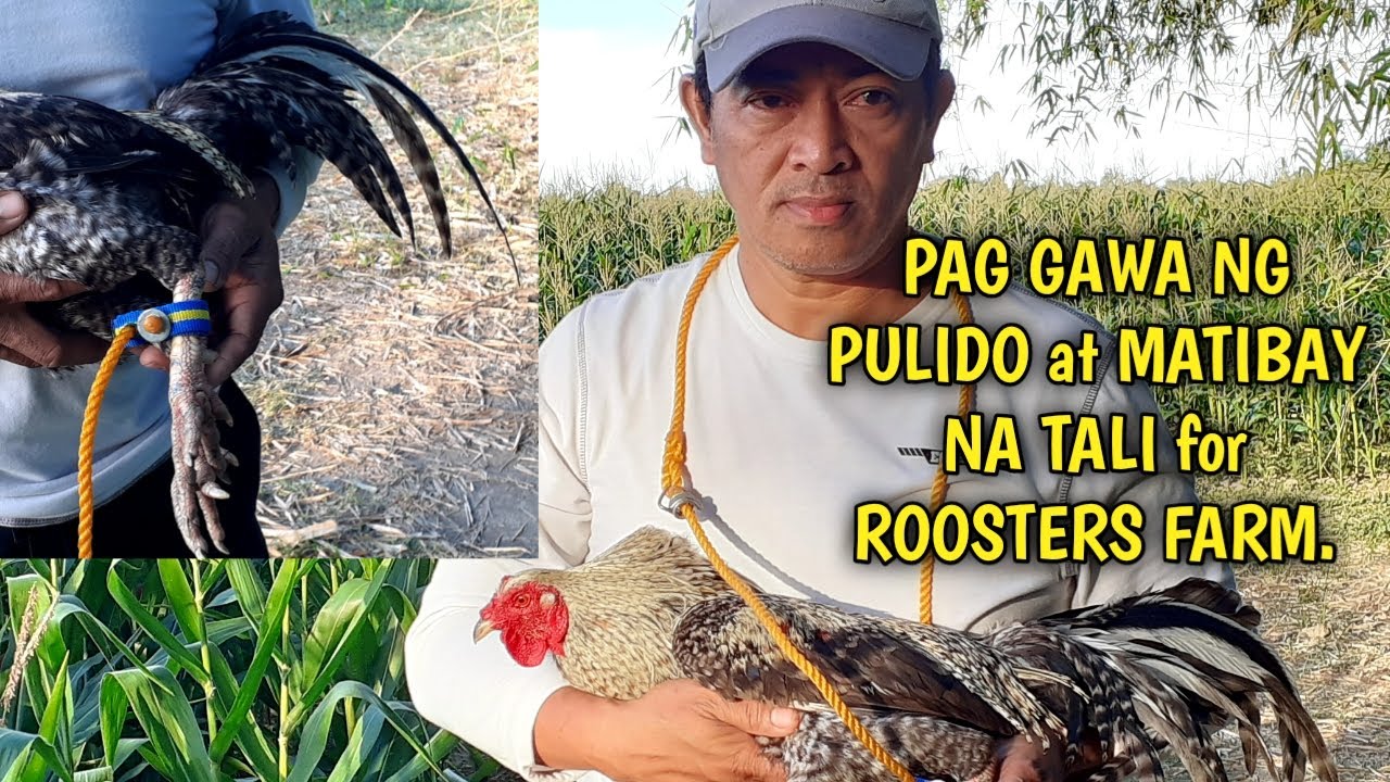 PAG GAWA NG PULIDO AT MATIBAY  NA TALI for ROOSTERS CORD.
