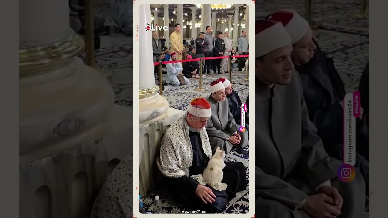 لحظات إنسانية.. طبيب القلوب القارئ حجاج الهنداوي يربت على قطة خلال صلاة الفجر بمسجد الإمام الحسين