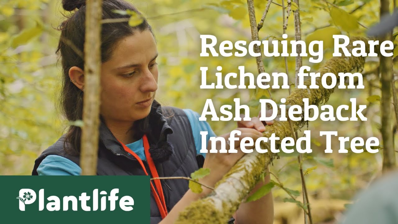 Ash Dieback Rescue Mission: Saving Lichen from Infected Tree